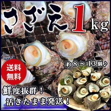 サザエ BBQ用 1kg(8〜13個) さざえ つぼ焼き 中サイズ 海鮮 魚介 バーベキュー /　送料無料 同梱不可 冷蔵配送 stp 